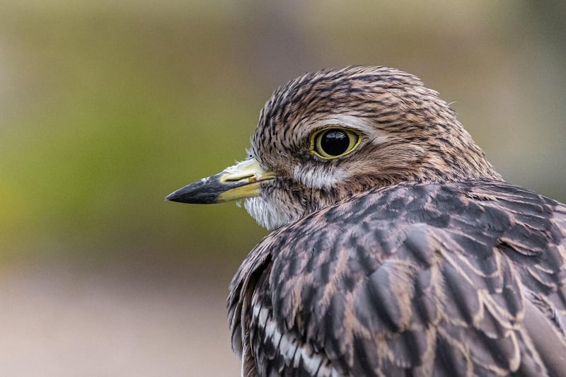 Birdwatching Escapades