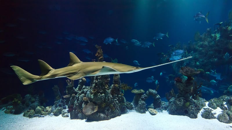 Marine Wildlife Tours